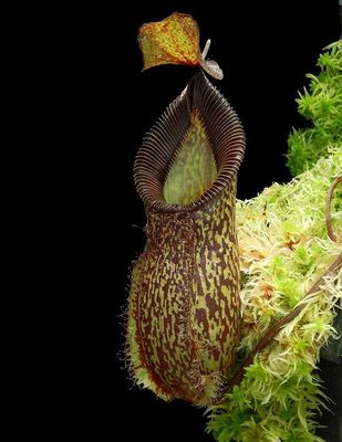 Nepenthes petiolata x hamata
