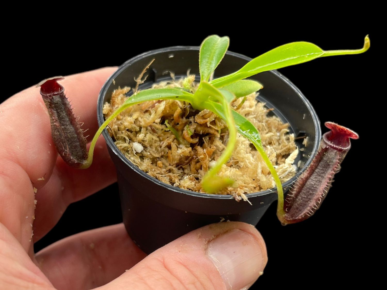 Nepenthes singalana x lowii