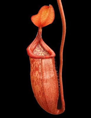 Nepenthes petiolata x mira