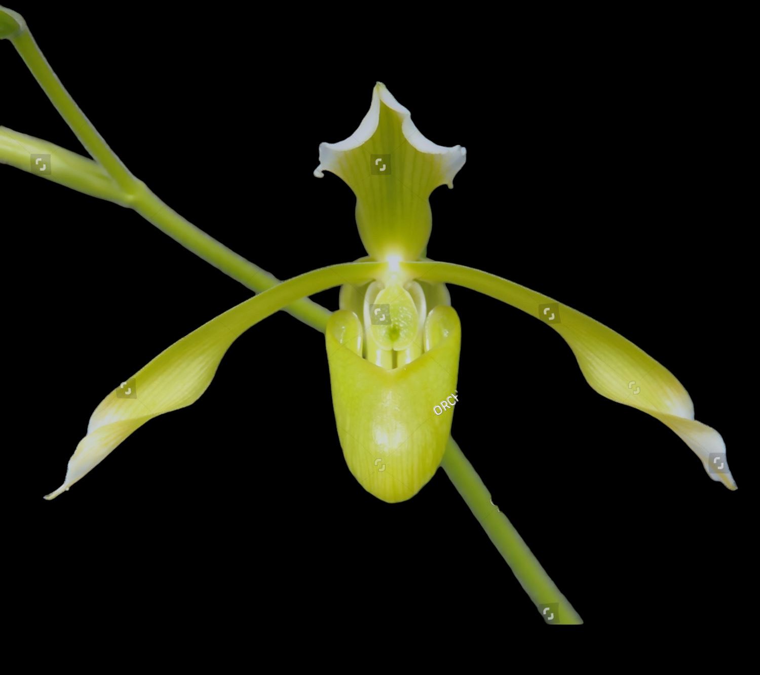 Paphiopedilum haynaldianum v. album 'Green Delight' x self
