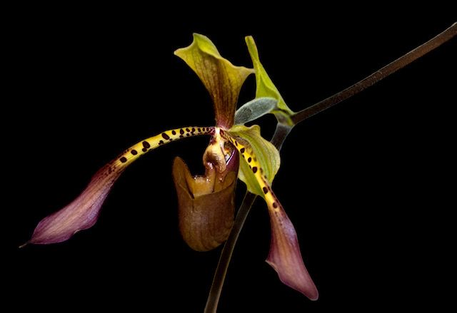 Paphiopedilum lowii (&#39;Flying Purple&#39; x &#39;Perfection&#39;) 