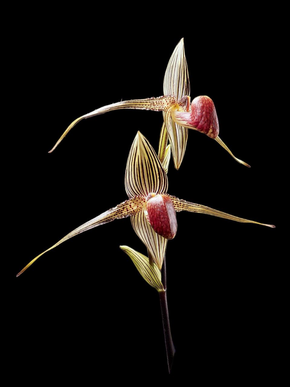 Paphiopedilum rothschildianum (&#39;Black Wings&#39; x &#39;Black Daytona&#39;)