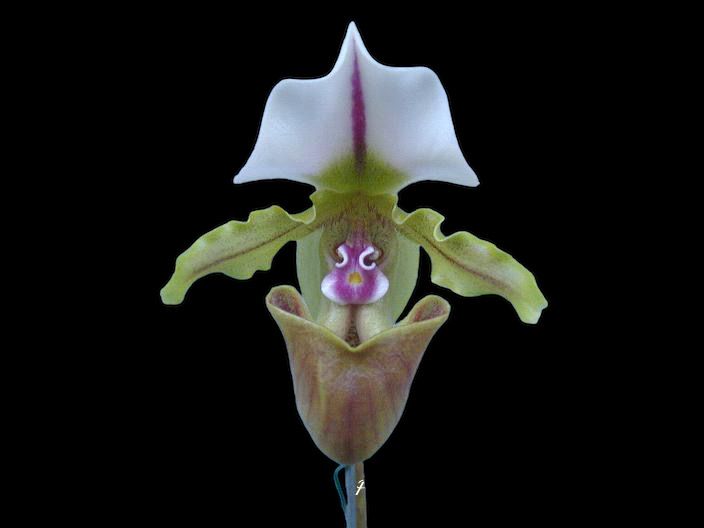 Paphiopedilum spicerianum (&#39;Fat Boy&#39; x &#39;Raven&#39;) 