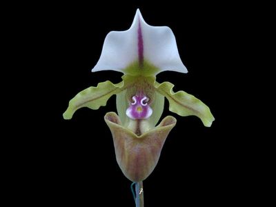 Paphiopedilum spicerianum (&#39;Fat Boy&#39; x &#39;Raven&#39;) 