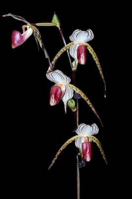 Paphiopedilum Lady Isabel (stonei &#39;High Five&#39; x rothschildianum &#39;Massive Wings&#39;)