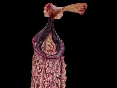 Nepenthes hamata x platychila (Medium)