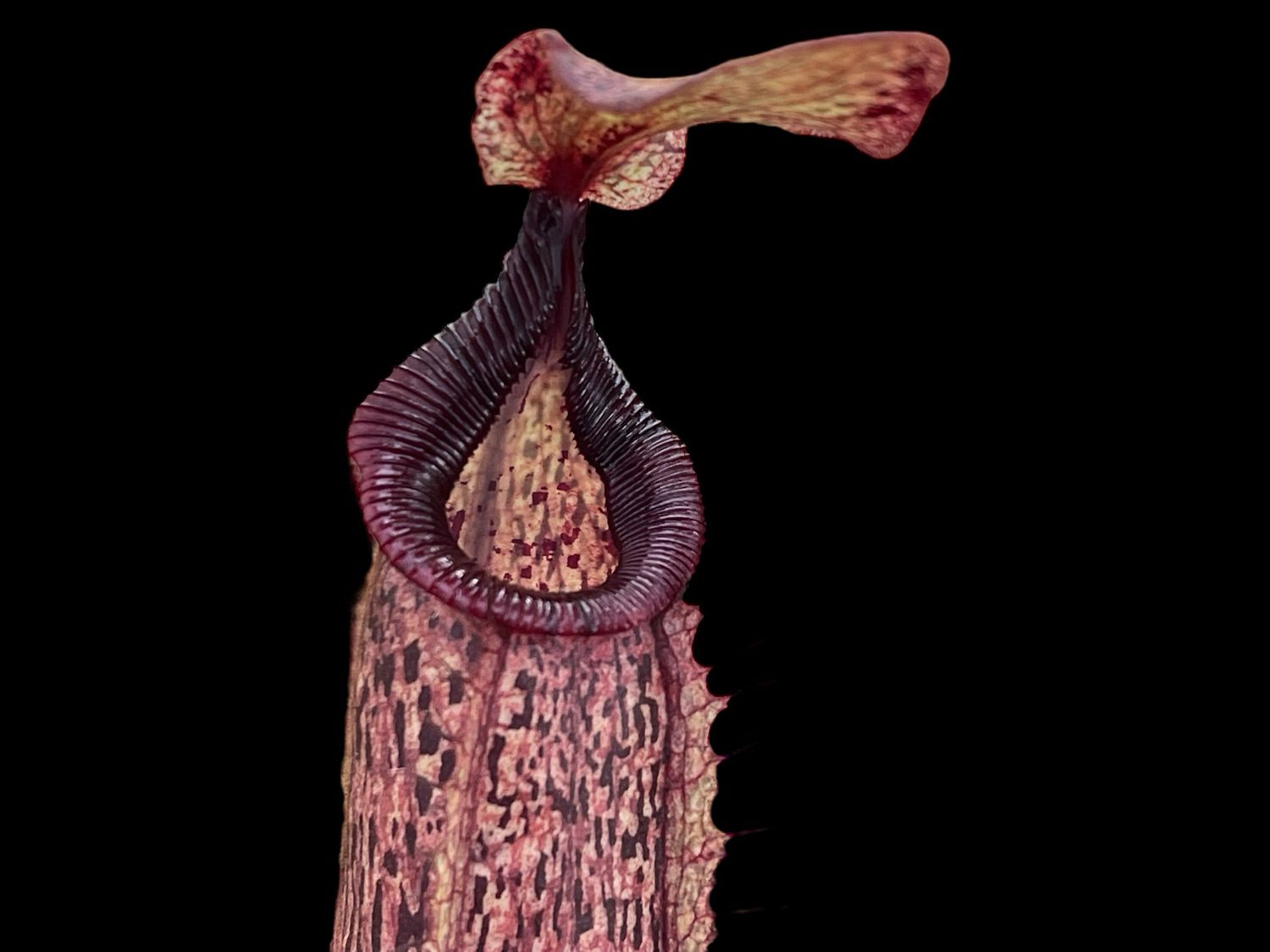Nepenthes hamata x platychila (Medium)