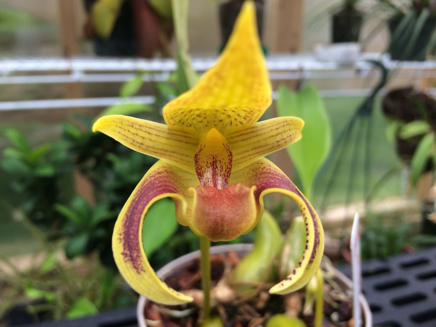Bulbophyllum Wilmar Galaxy Star Orchid