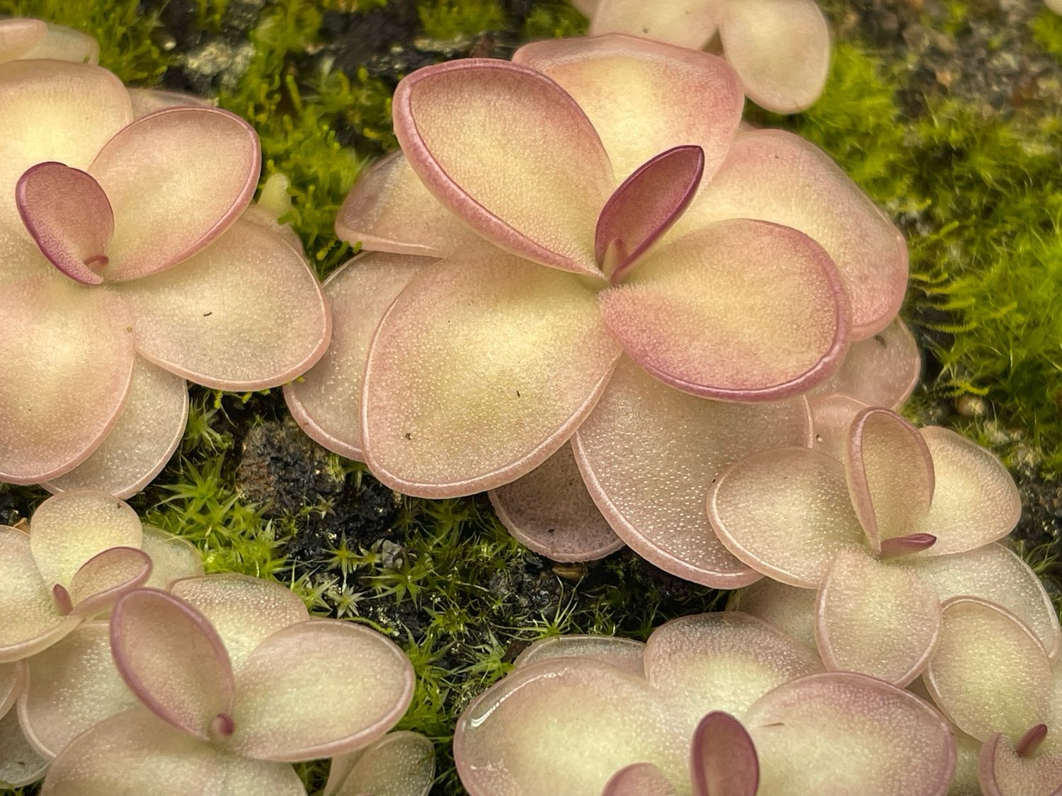 Pinguicula weser x agnata
