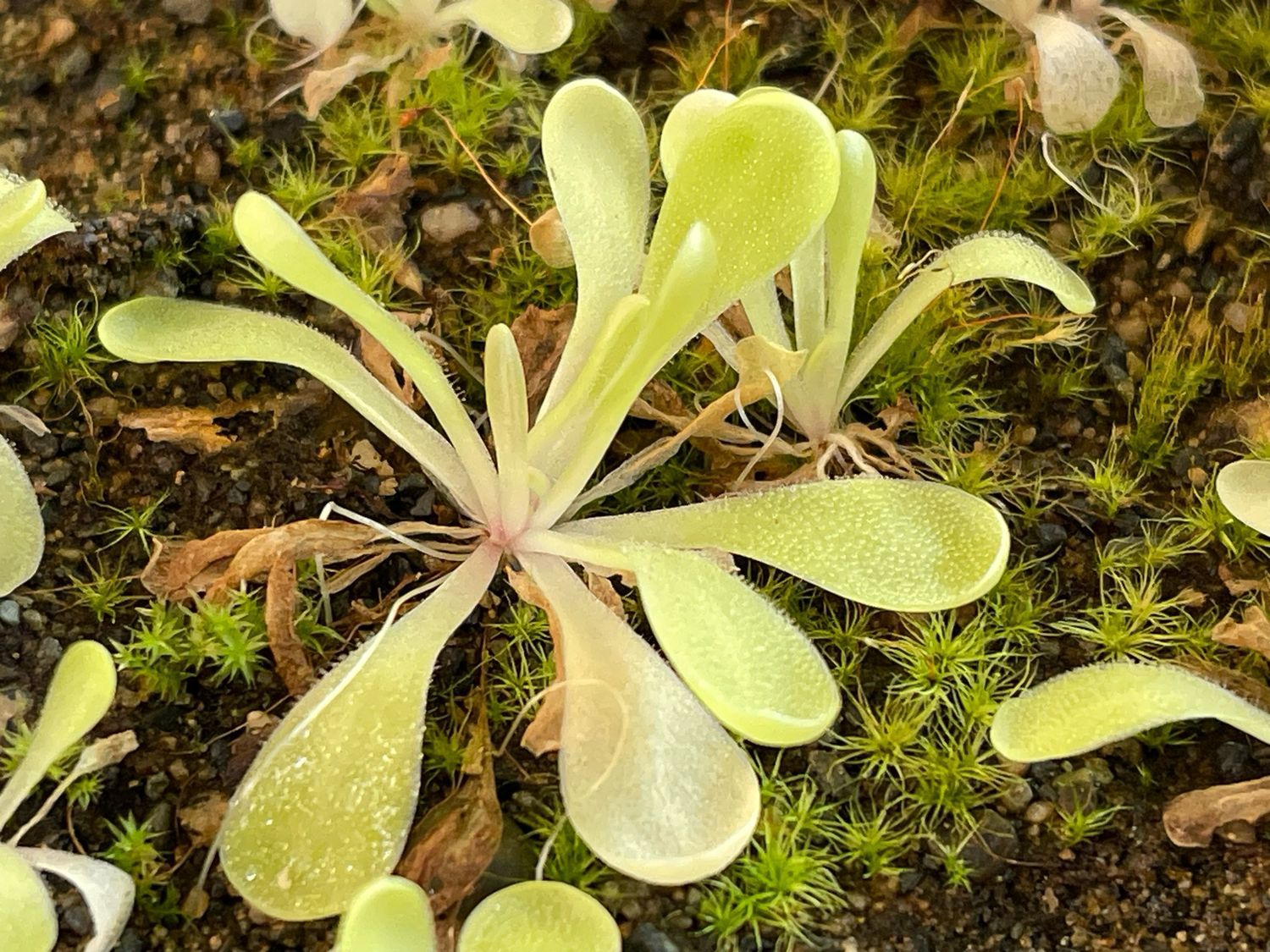 Pinguicula laxifolia 