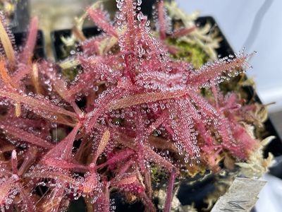 Drosera adelae “Red Form” 