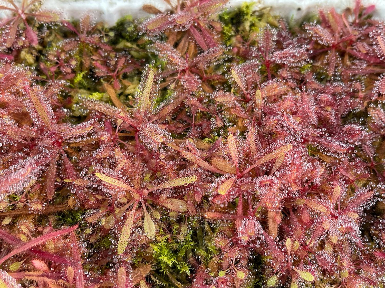 Drosera adelae “Red Form” 
