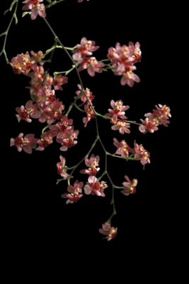 Oncidium Twinkle &#39;Chian-Tzy Red&#39; Orchid
