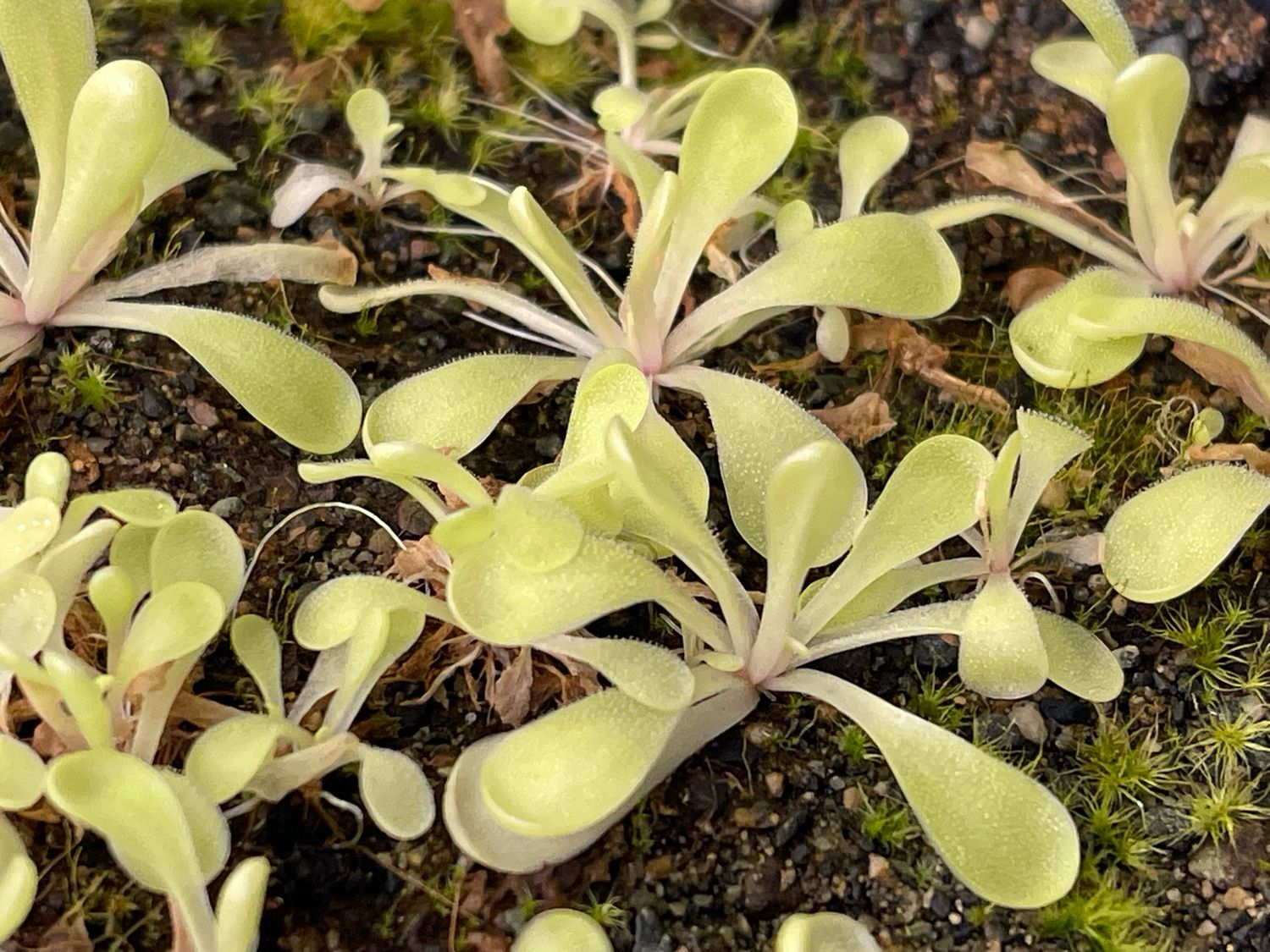 Pinguicula laxifolia 