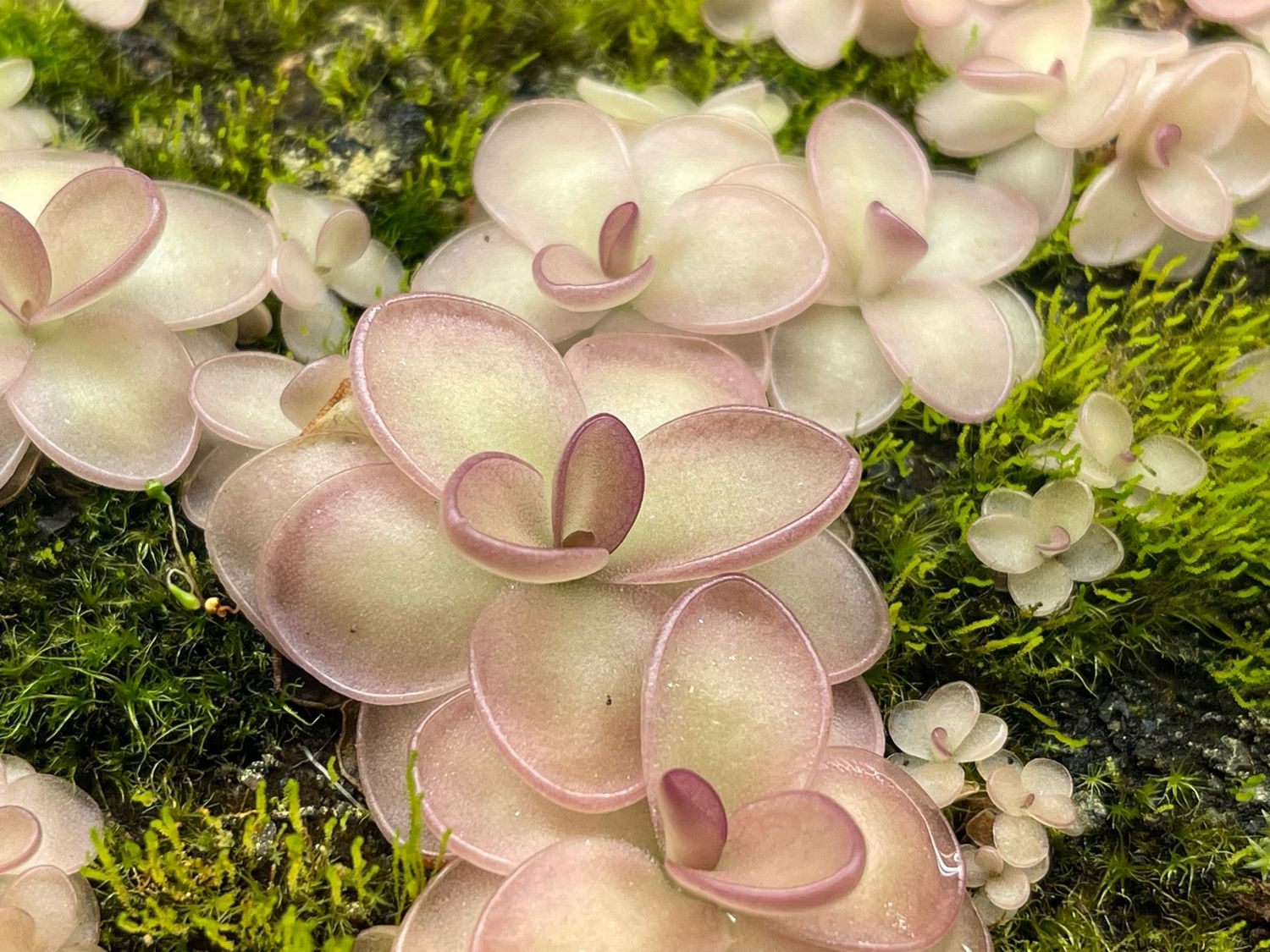 Pinguicula weser x agnata