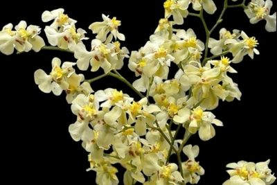 Oncidium Twinkle &#39;Fragrant Baby&#39; Orchid