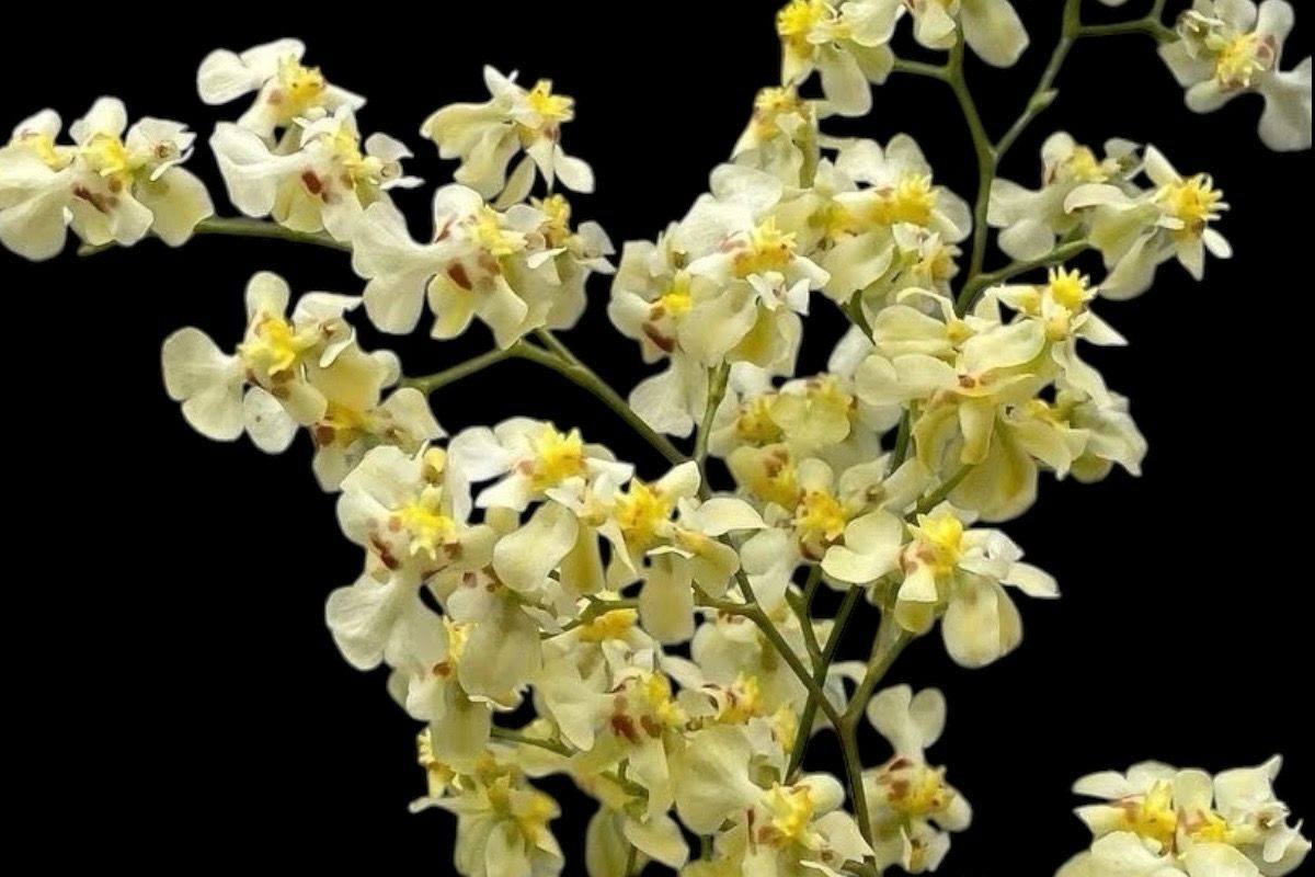 Oncidium Twinkle &#39;Fragrant Baby&#39; Orchid