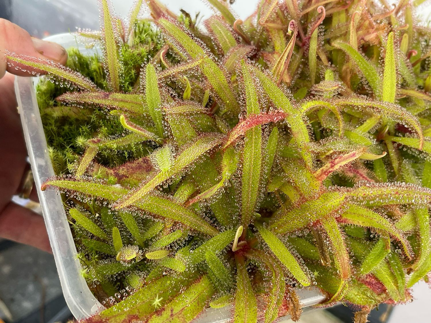 Drosera adelae “Giant” 