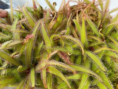 Drosera adelae “Giant” 