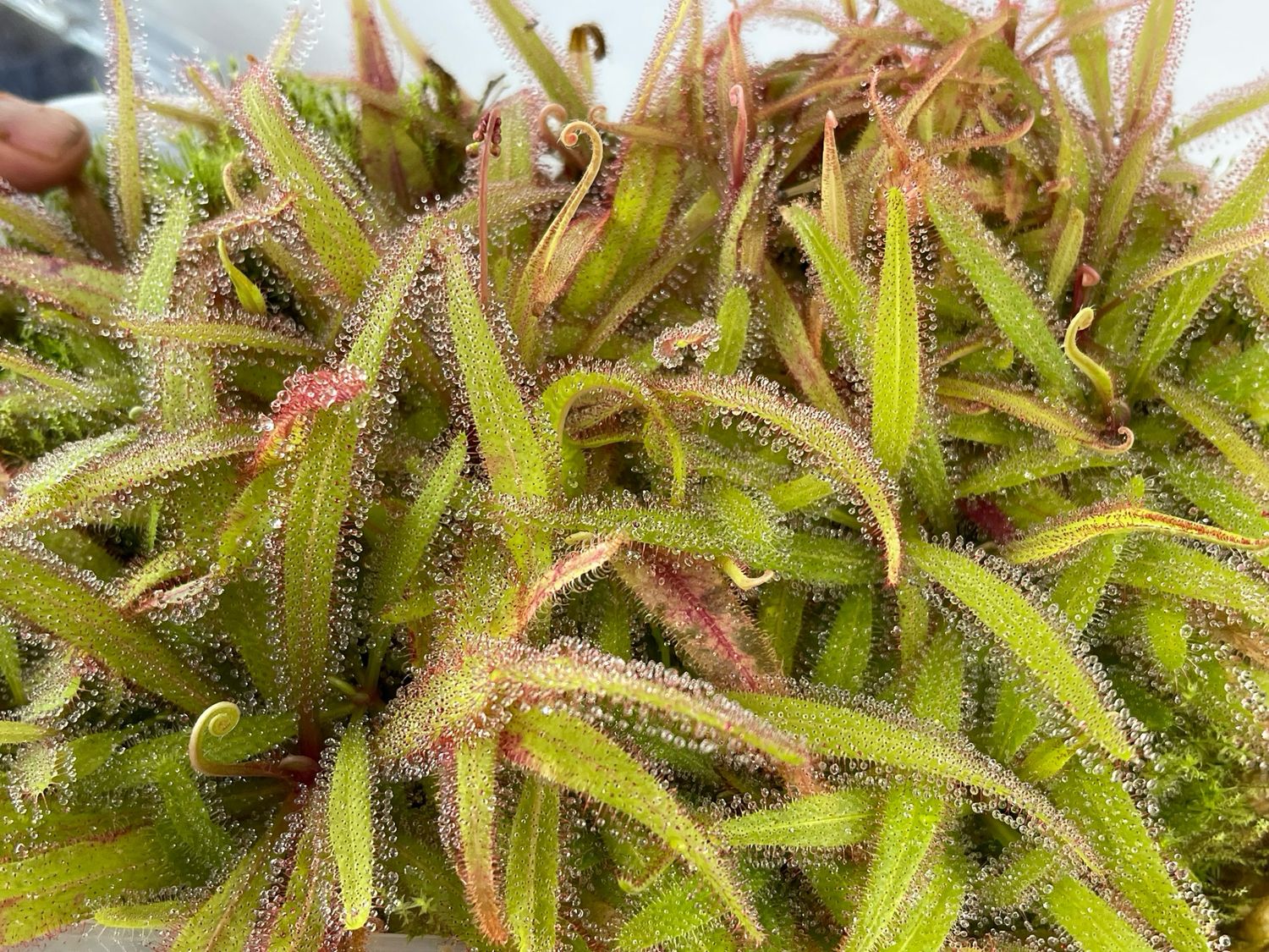 Drosera adelae “Giant” 