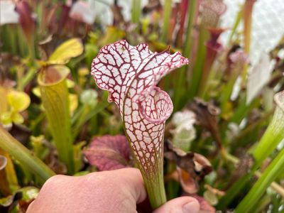 Sarracenia leucophylla, Ctenium Fields, Perdido Alabama -Nice Red And White Tubes!