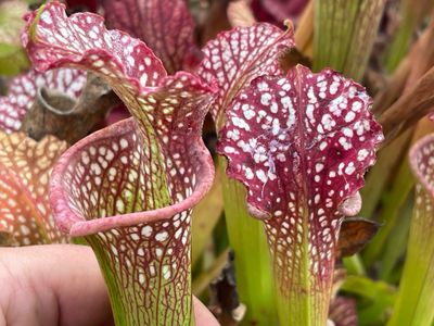 Sarracenia leucophylla Garcon Point Fl.
