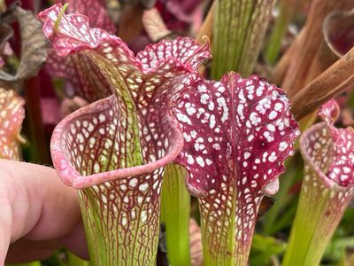 Sarracenia leucophylla Garcon Point Fl.