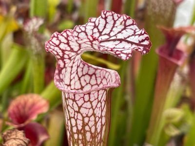 Sarracenia leucophylla, Ctenium Fields, Perdido Alabama -Nice Red And White Tubes!