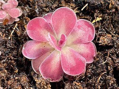 Pinguicula Johanna- Miniture Butterwort