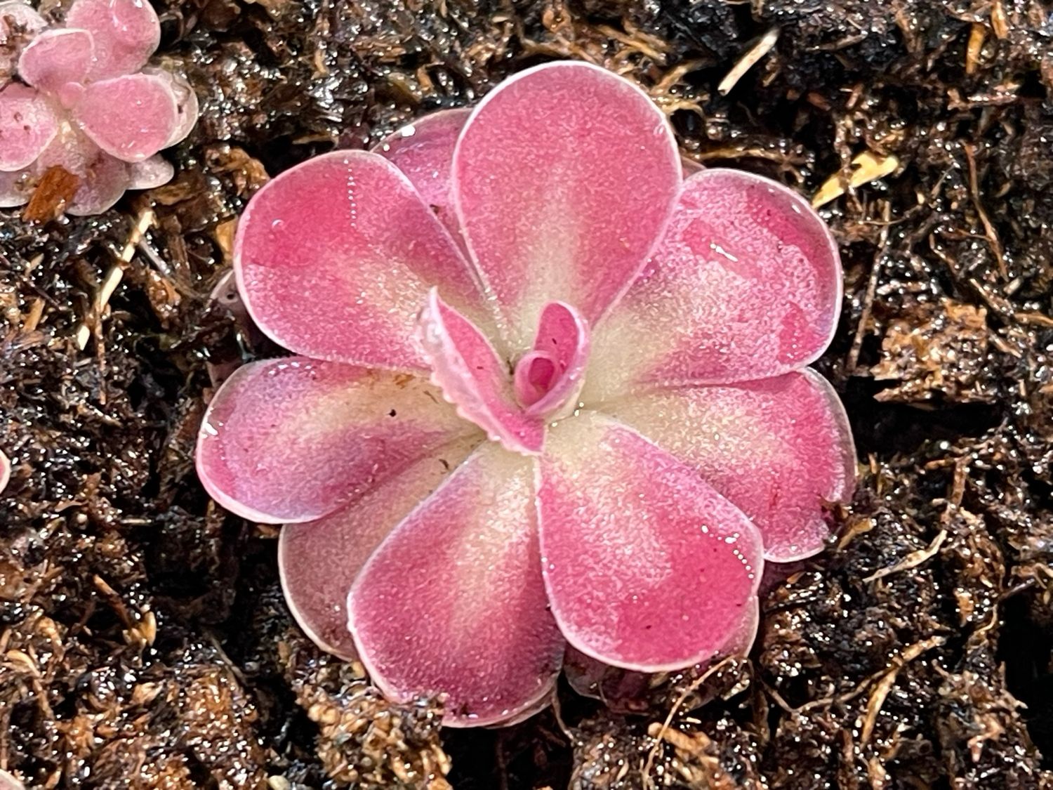 Pinguicula Johanna- Miniture Butterwort