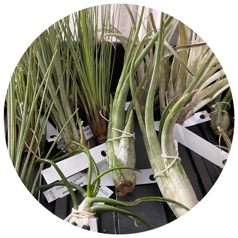 TILLANDSIA FOR SALE