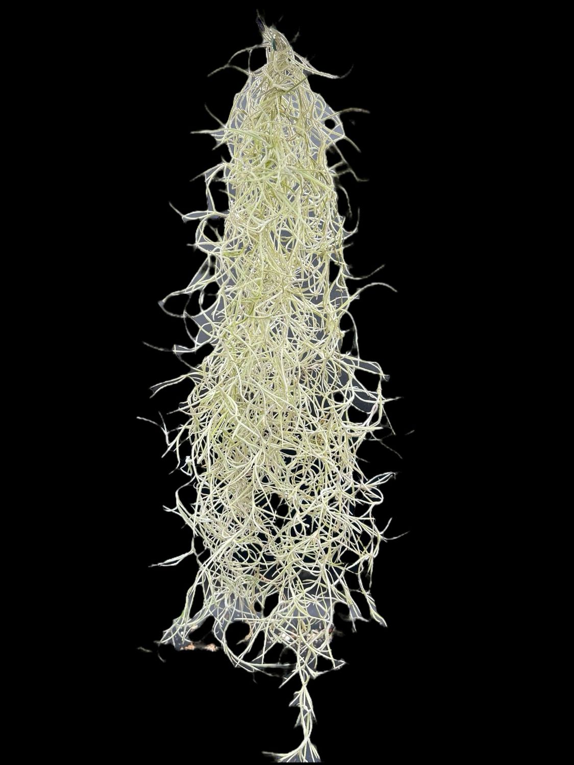 Tillandsia usneoides (Spanish moss)