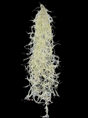 Tillandsia usneoides (Spanish moss)