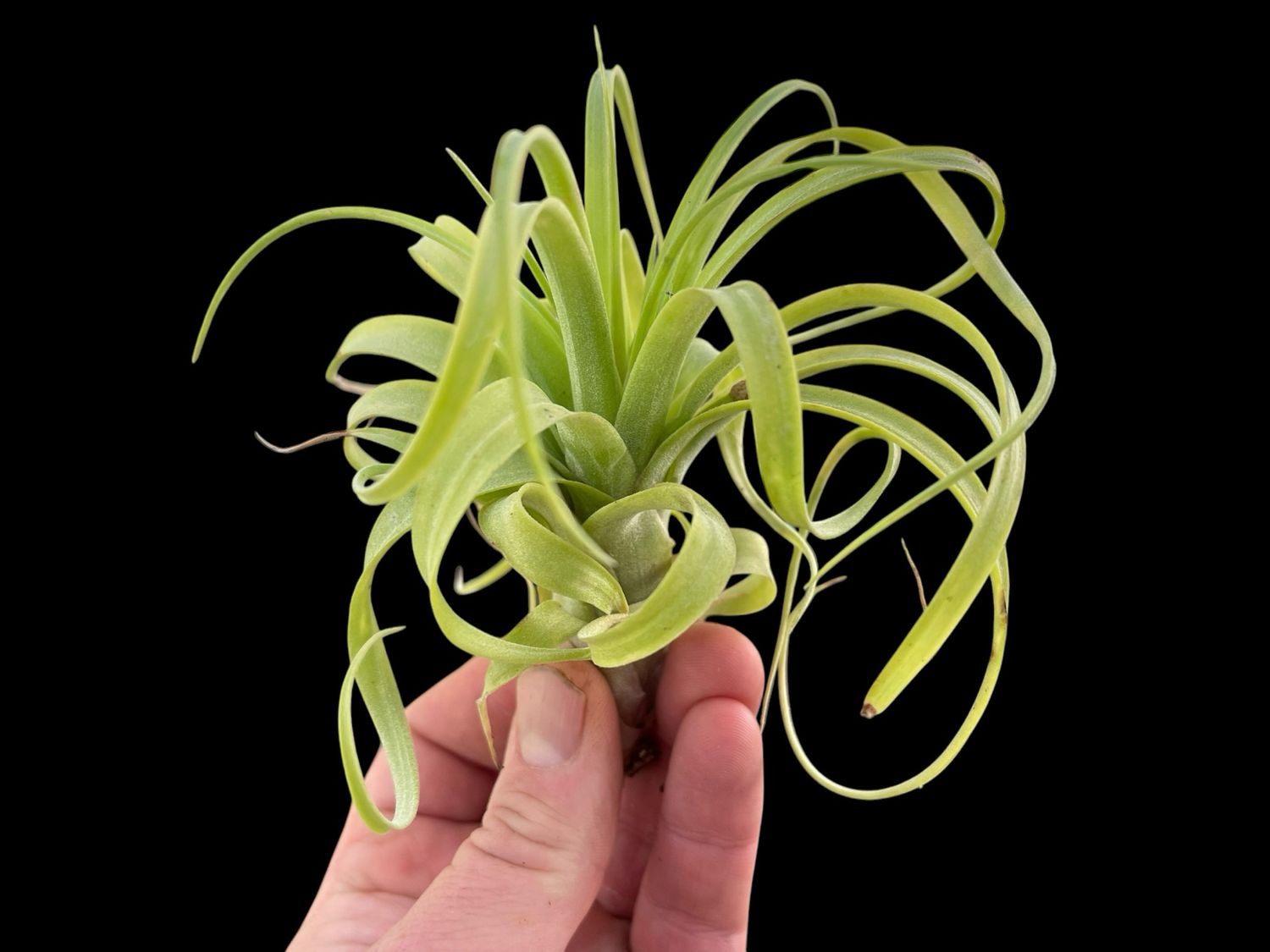 Tillandsia Eric Knoblock (Large) 