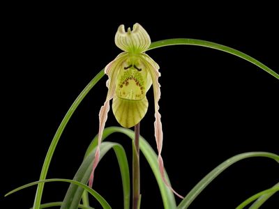 Phragmipedium ecuadorense (multiple growths) Orchid