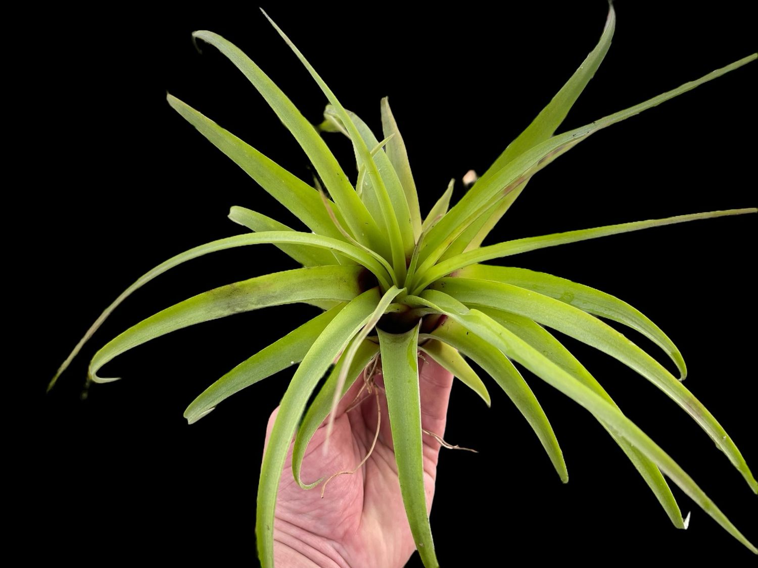 Tillandsia Eric Knoblock (X-Large) 