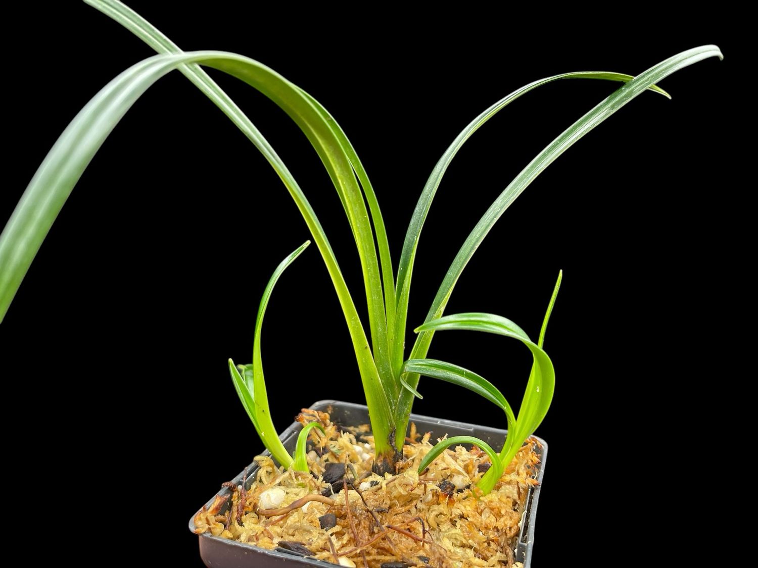 Phragmipedium ecuadorense Orchid