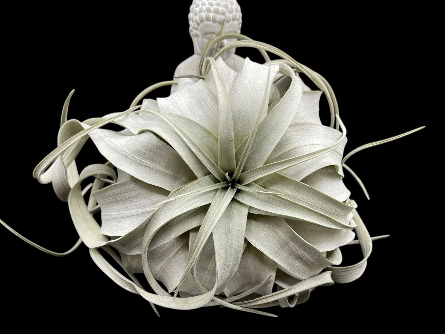 Tillandsia xerographic “Silver Blue” (Large) 