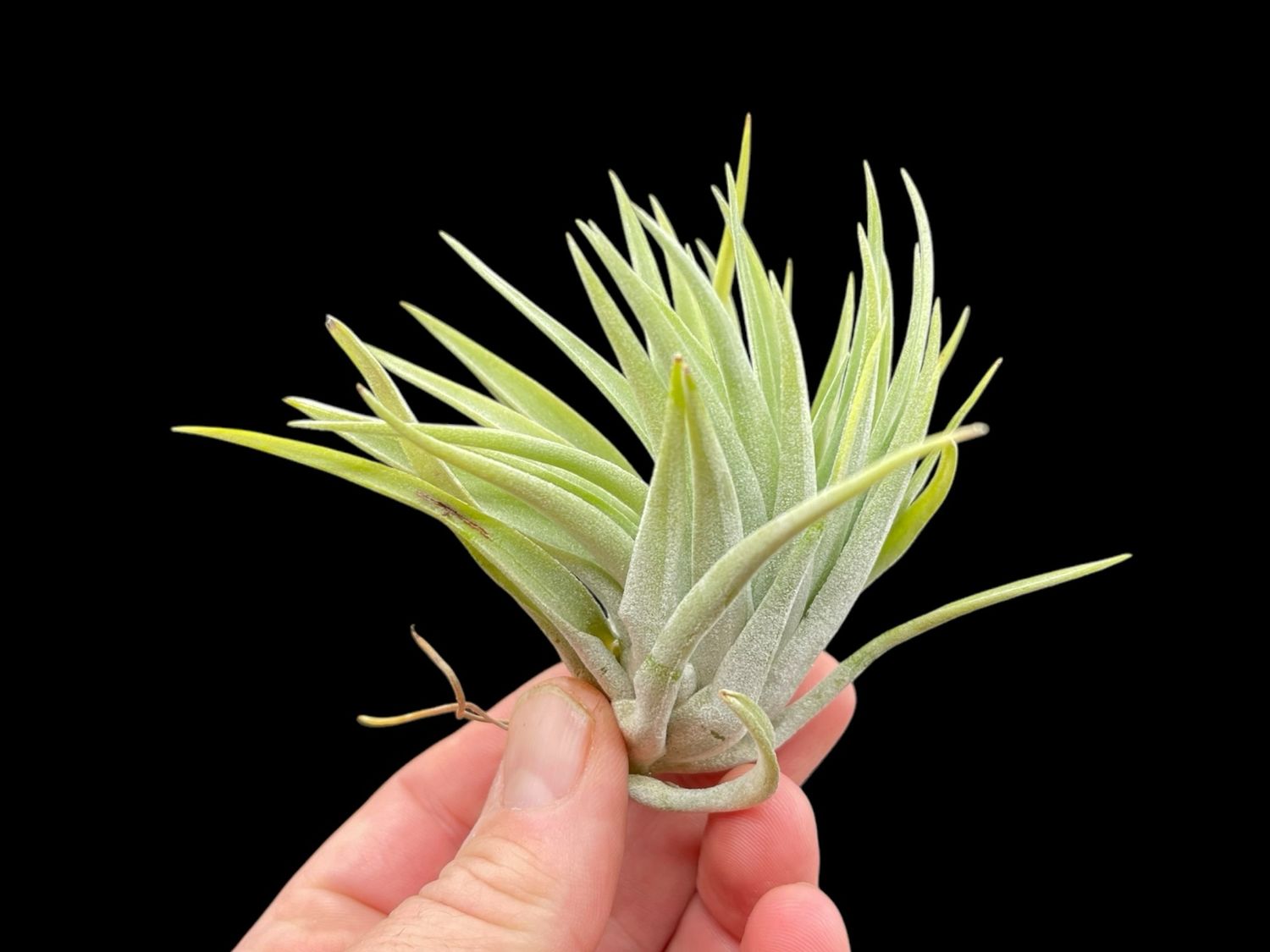 Tillandsia plagiotropica
