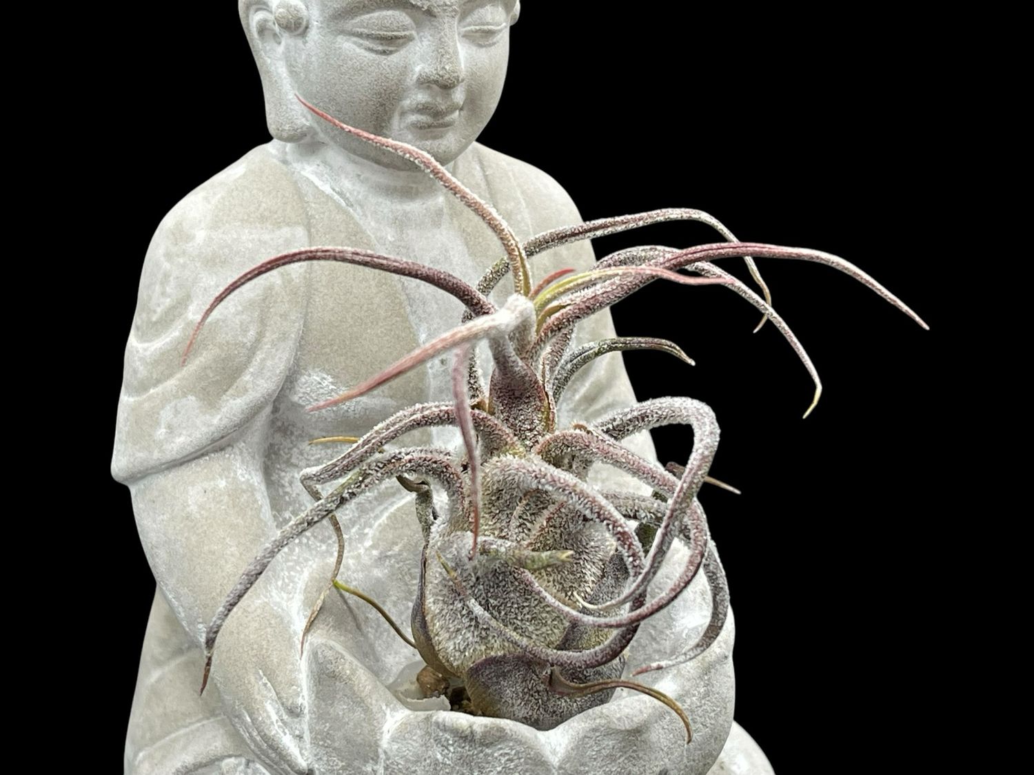 Tillandsia pruinosa