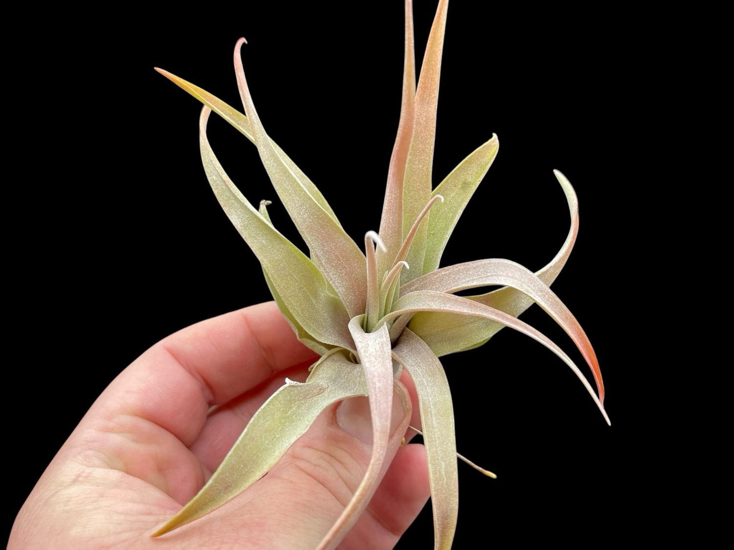 Tillandsia capitata Peach