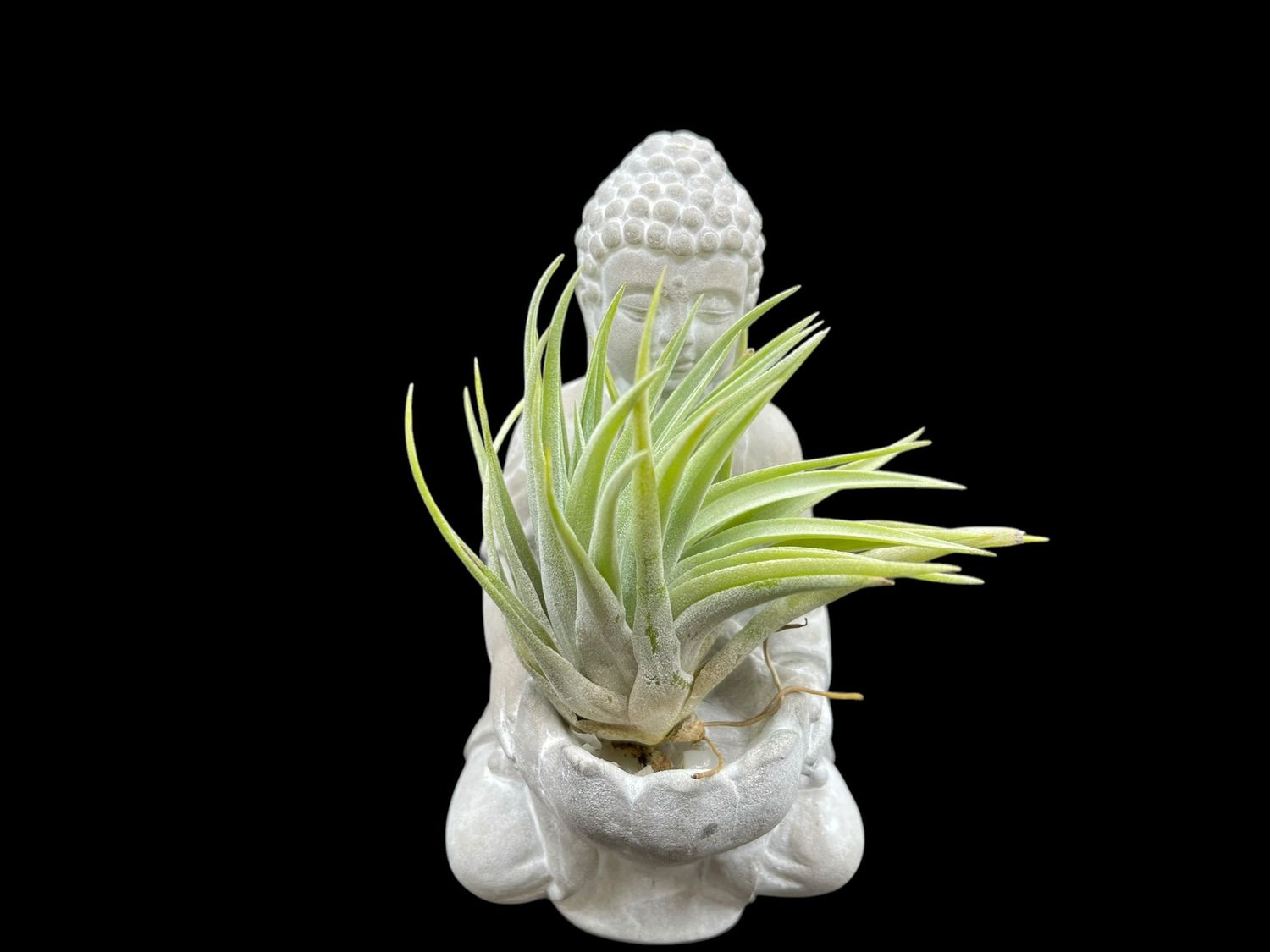 Tillandsia plagiotropica