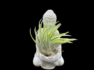 Tillandsia plagiotropica