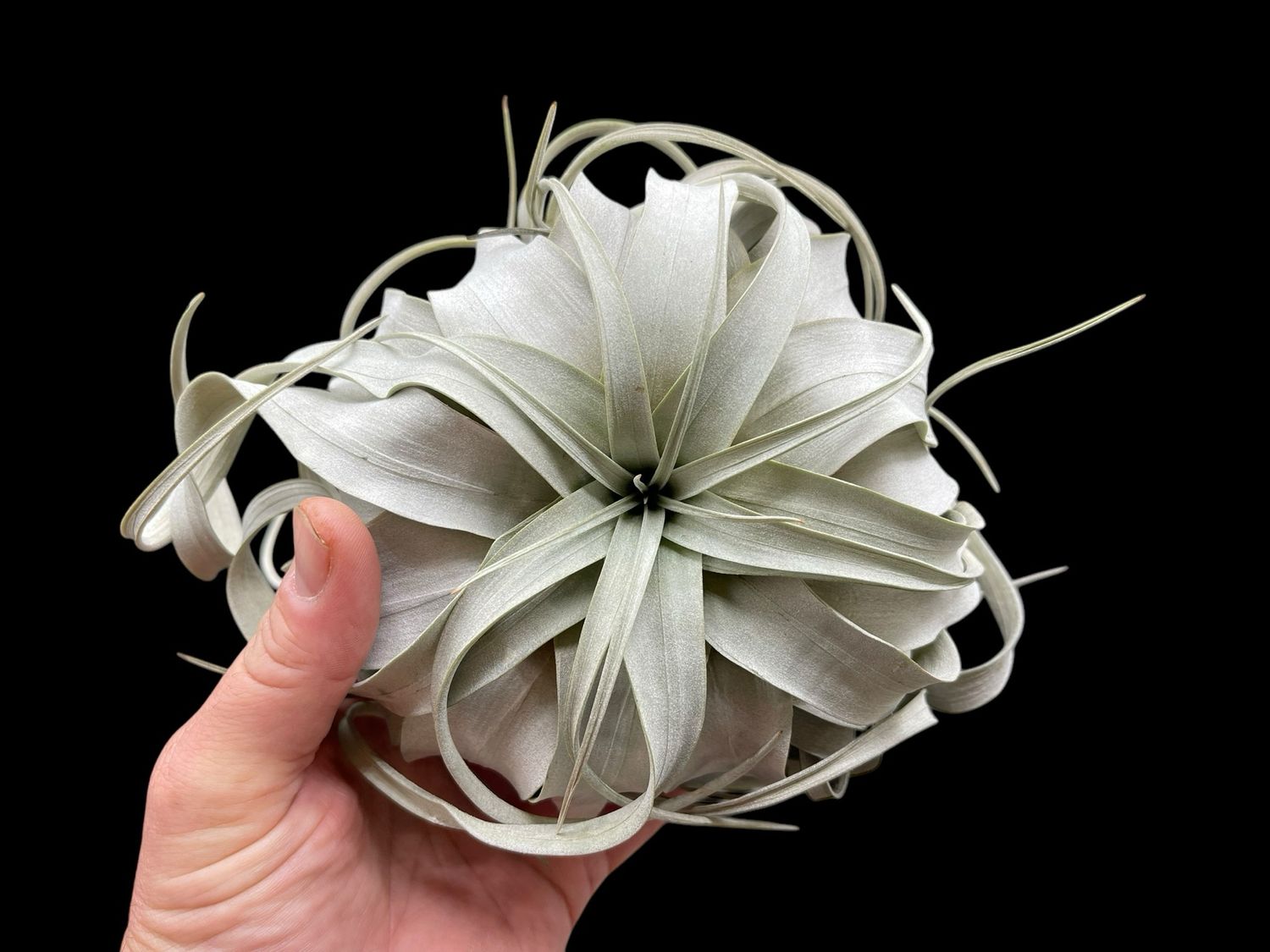 Tillandsia xerographic “Silver Blue” (Large) 