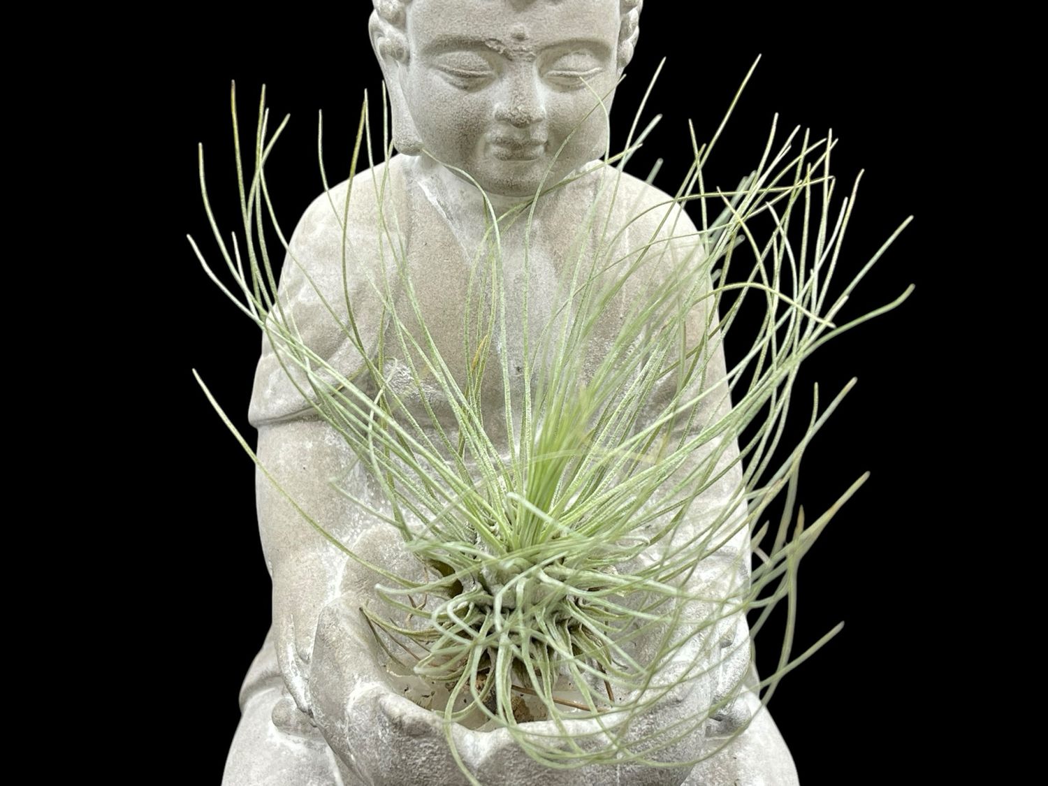 Tillandsia argentea thin