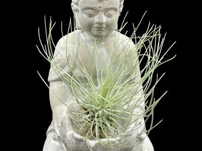 Tillandsia argentea thin
