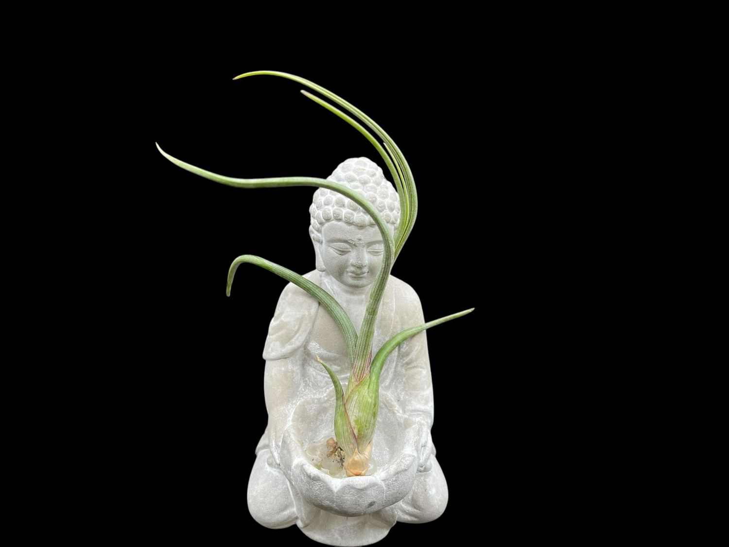 Tillandsia baileyi 
