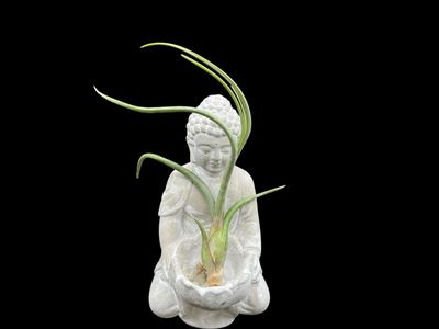 Tillandsia baileyi 