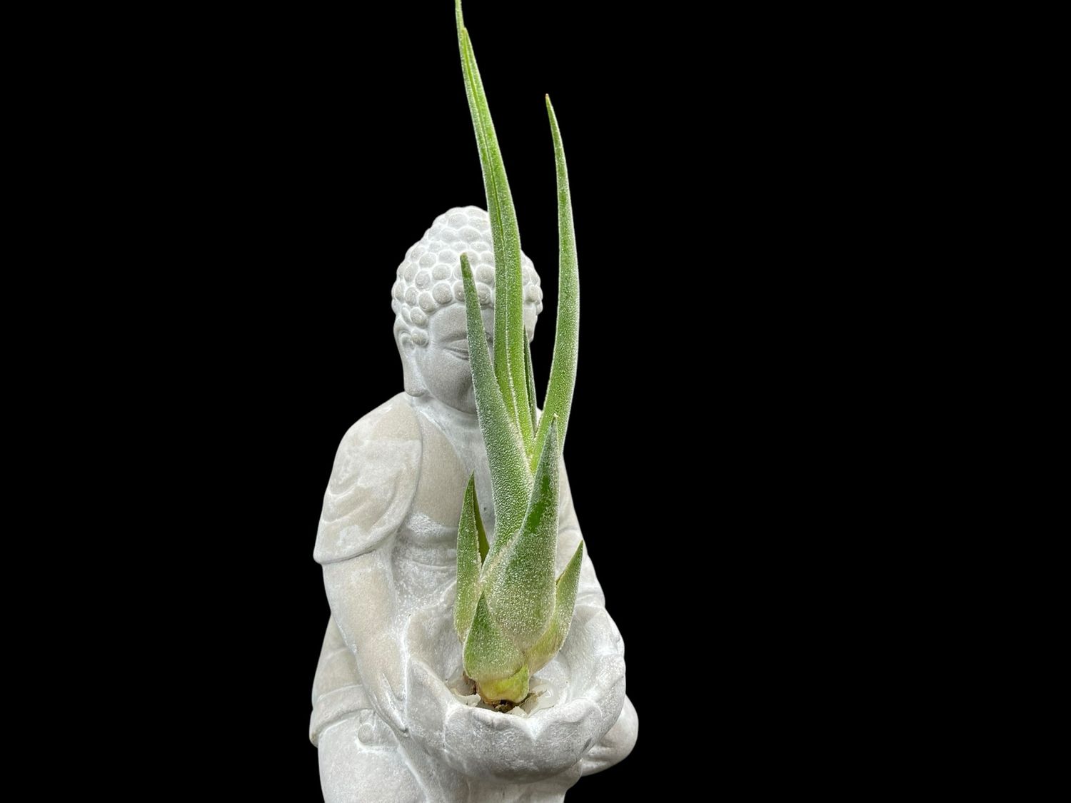 Tillandsia seleriana 
