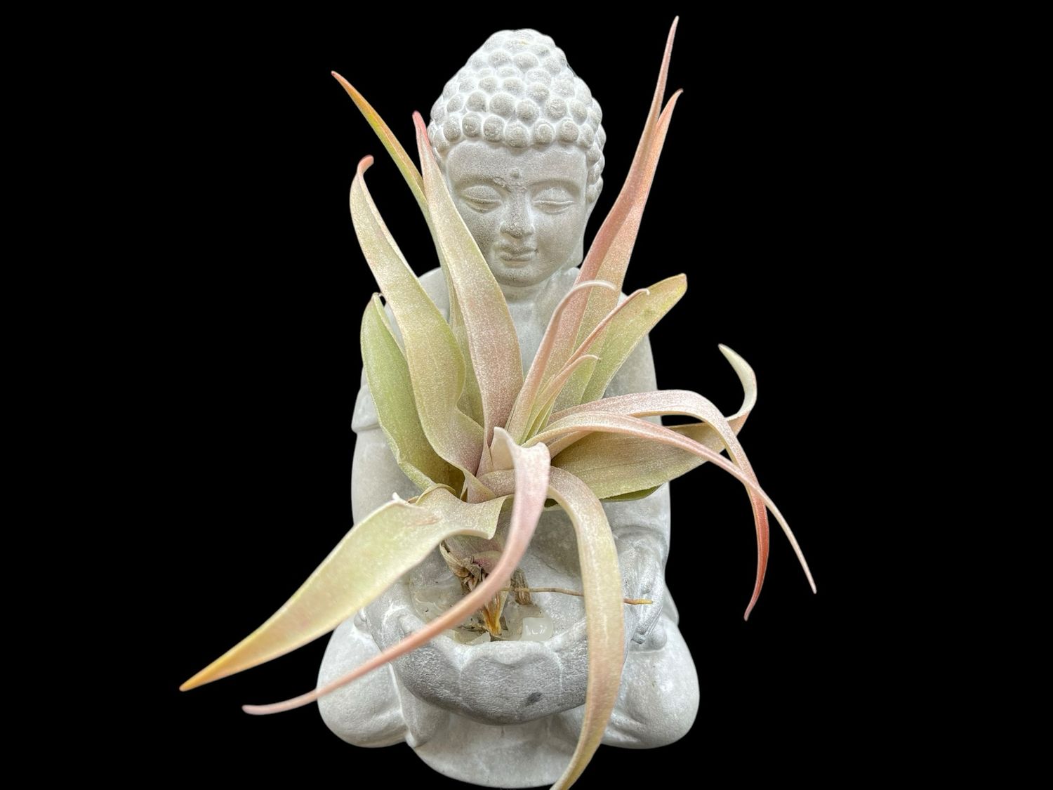 Tillandsia capitata Peach (Medium)